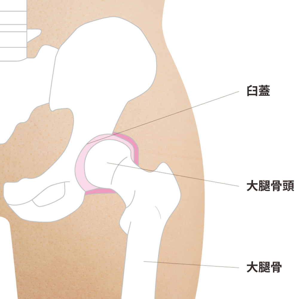 股関節のしくみ