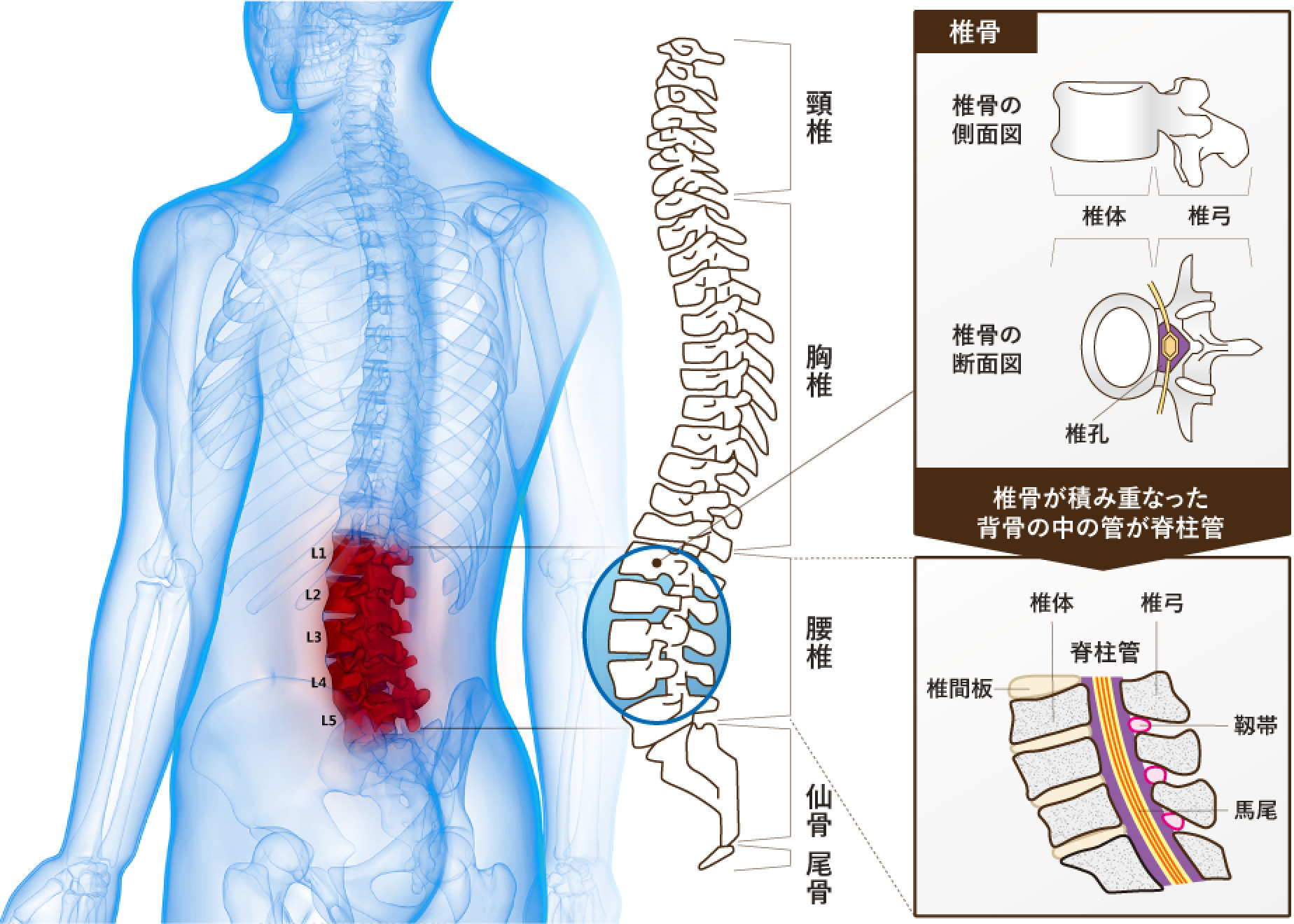 腰椎のしくみ